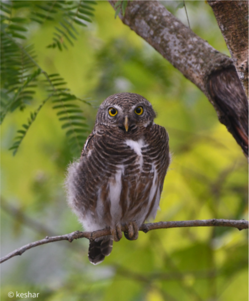 Asian Barred Owlet